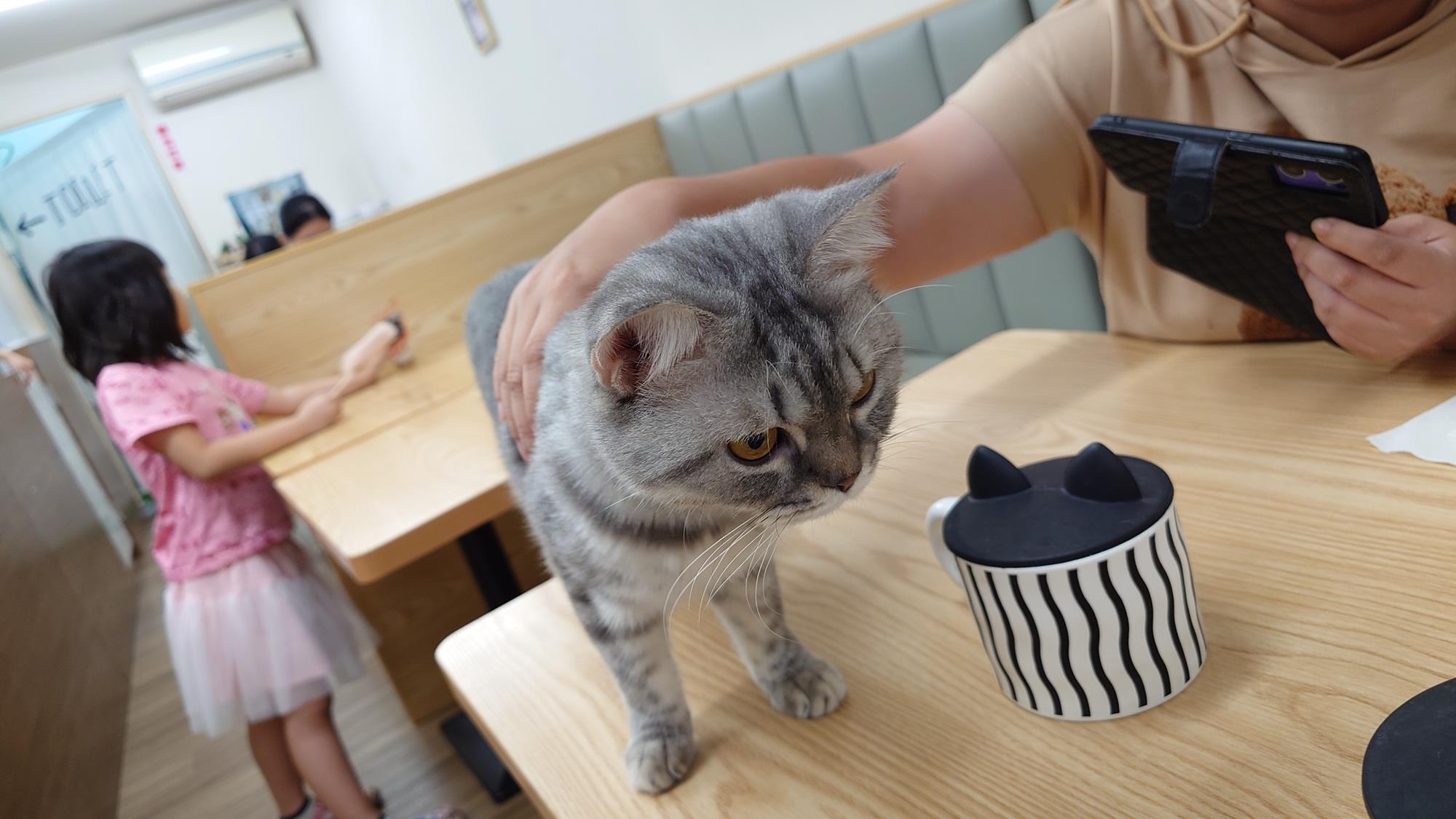 [食記] 台北市文山區貓咪咖啡廳-貓蕊