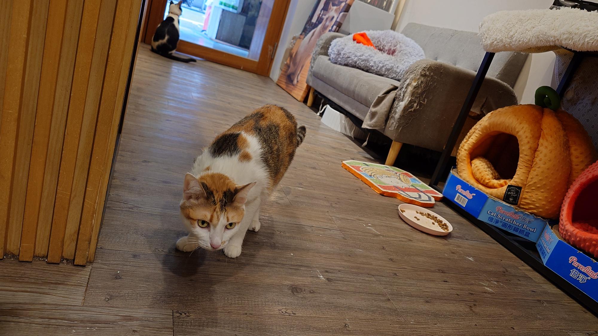 抵家咖啡店內看向窗外的貓咪