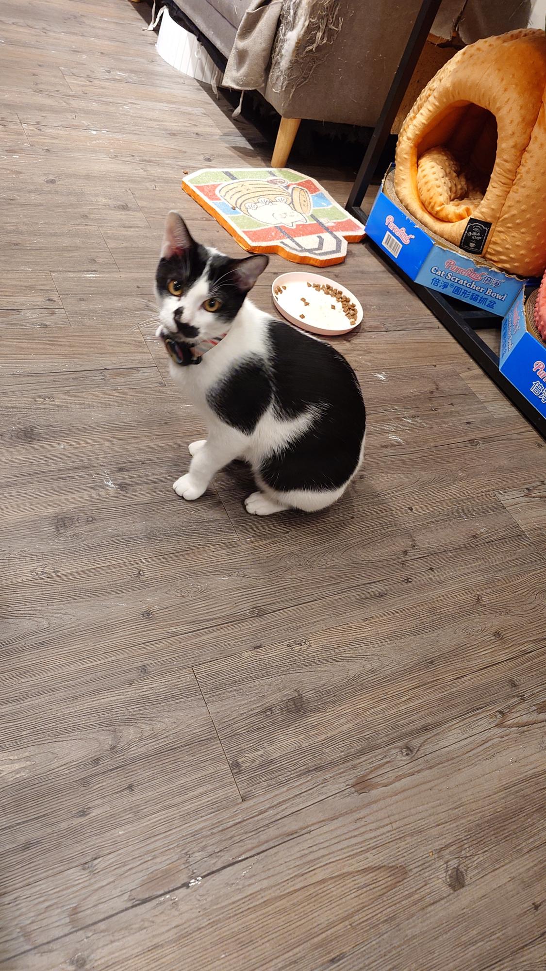 抵家咖啡年輕的賓士貓