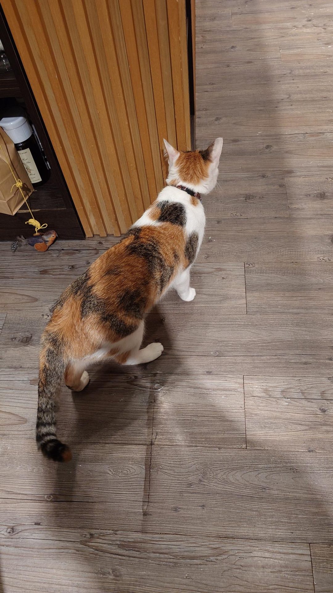 抵家咖啡貓咪背影