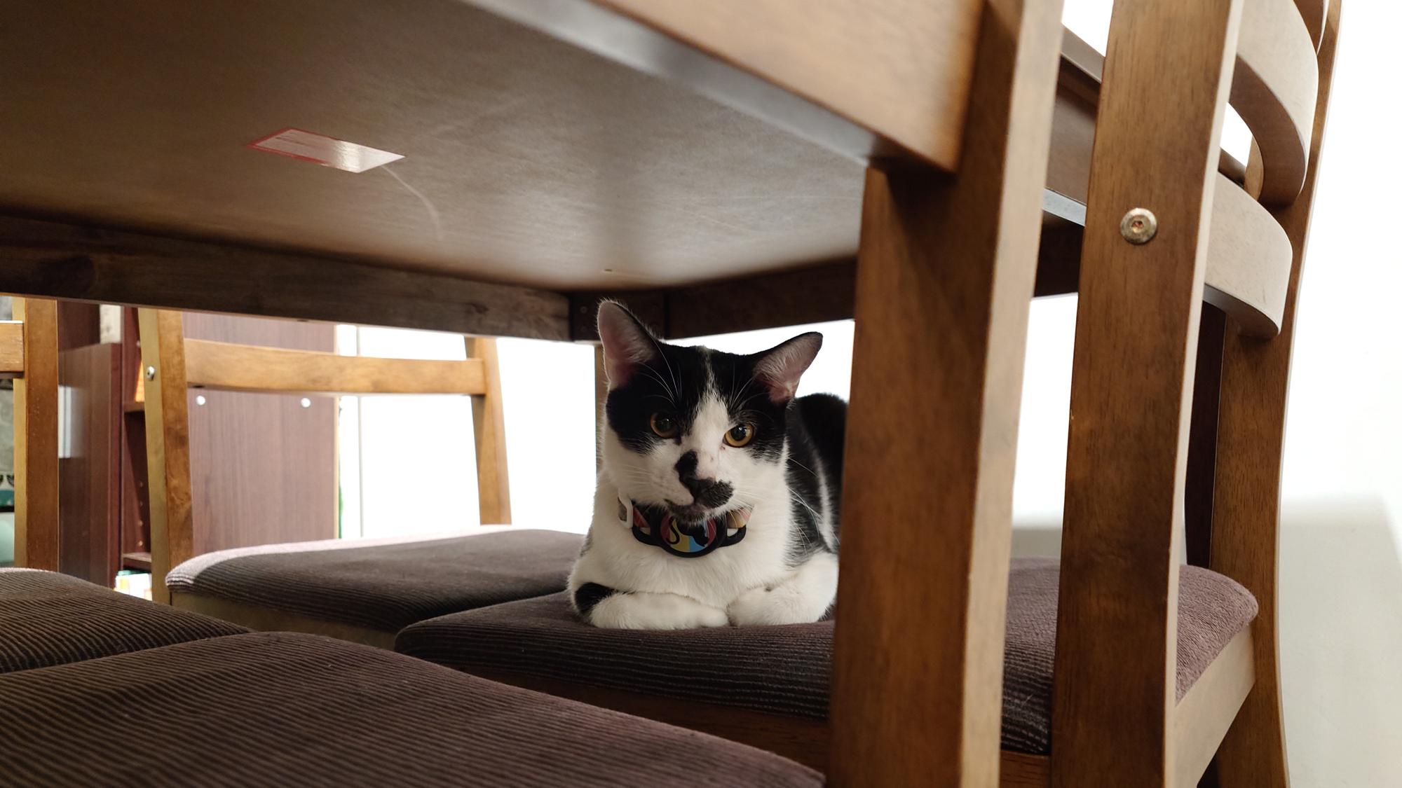 抵家咖啡座位上的賓士貓