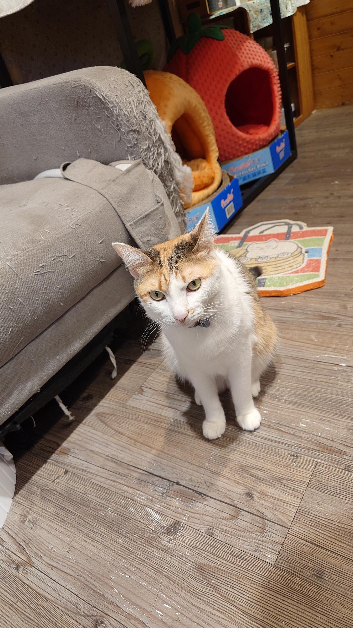 抵家咖啡帥氣坐姿的貓咪