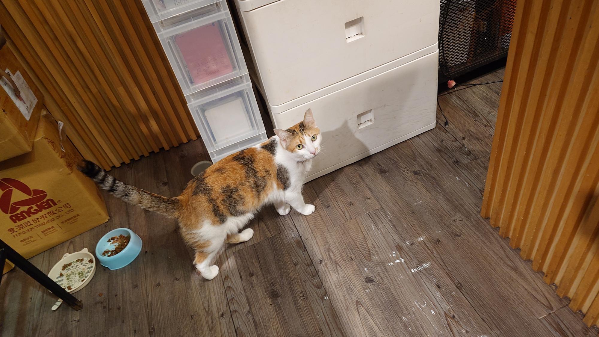 抵家咖啡貓咪警戒模樣