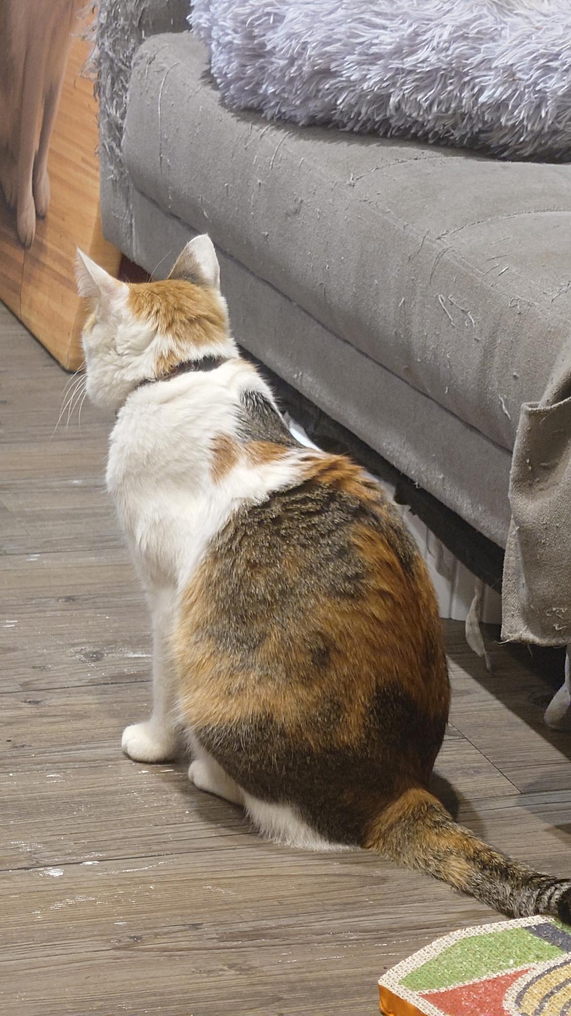 抵家咖啡貓咪背部曲線