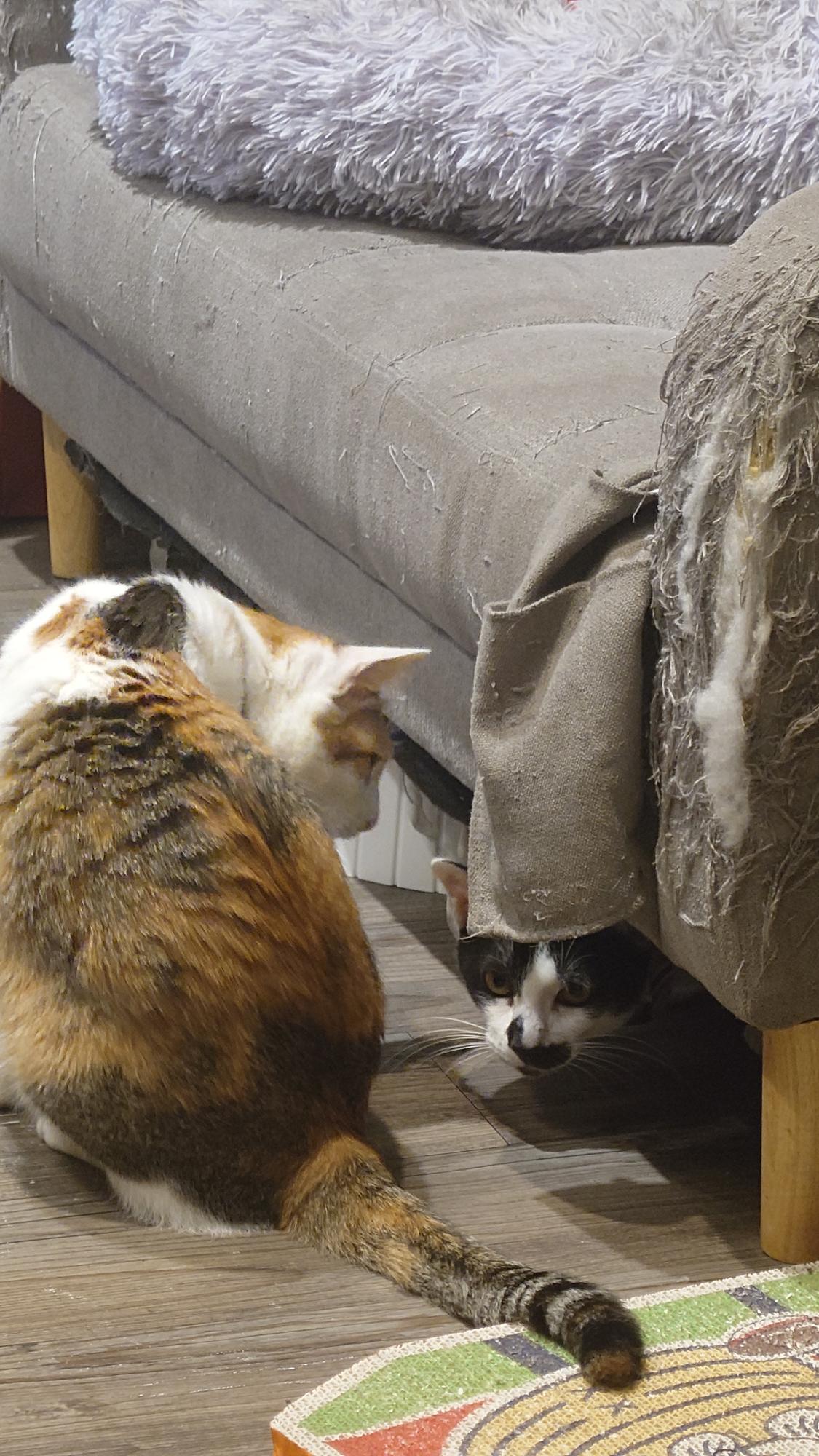 抵家咖啡角落裡的貓咪