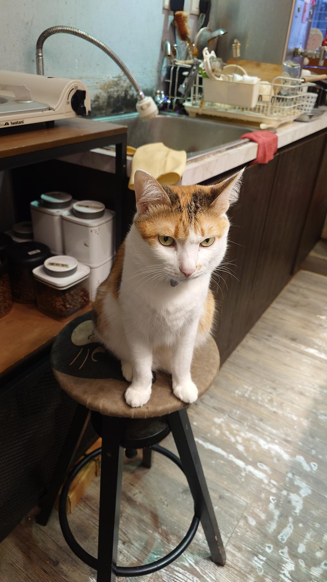 抵家咖啡坐在小板凳上的貓咪