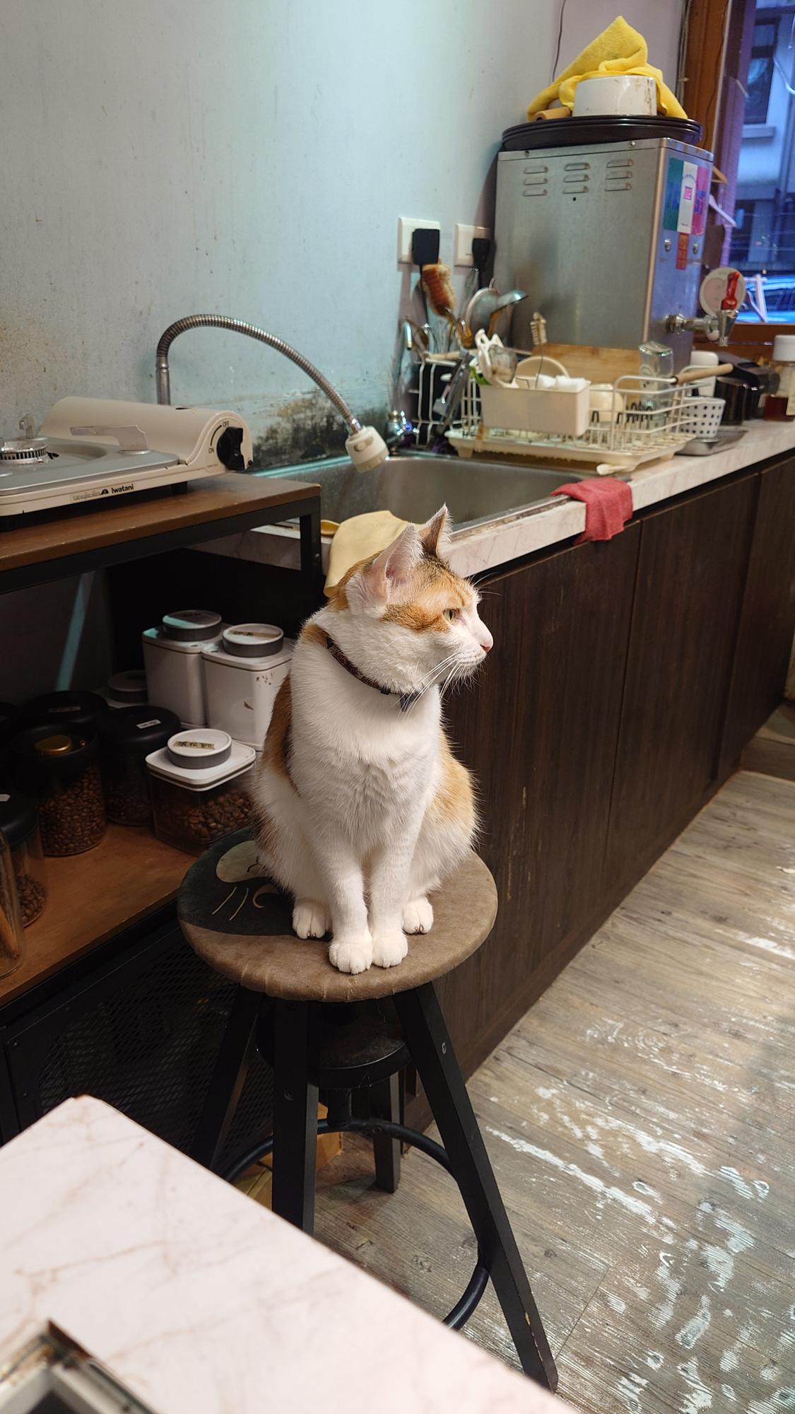 抵家咖啡撇過頭的貓咪