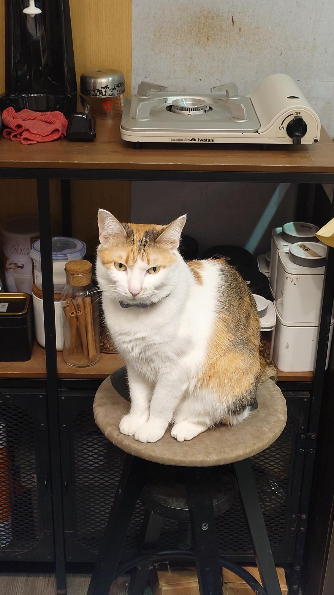 抵家咖啡露出像在偷笑表情的貓咪