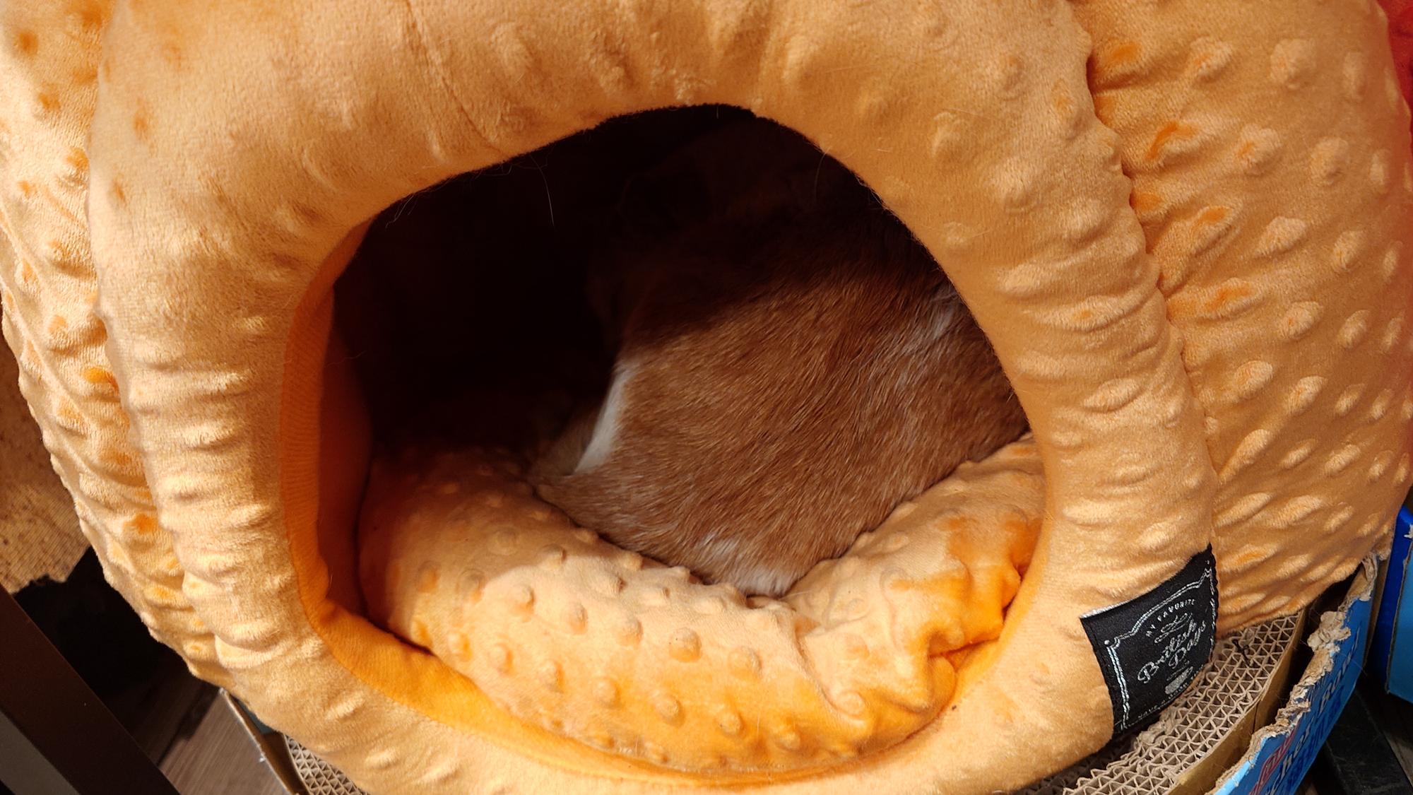 抵家咖啡休息中的貓咪